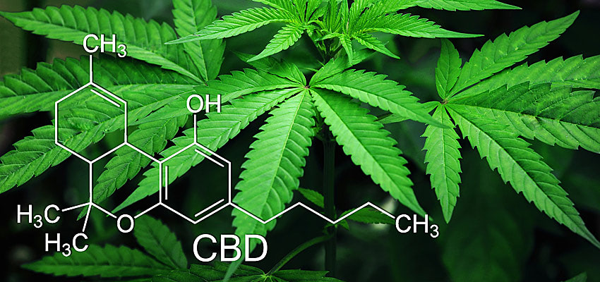 Почему запрещена конопля