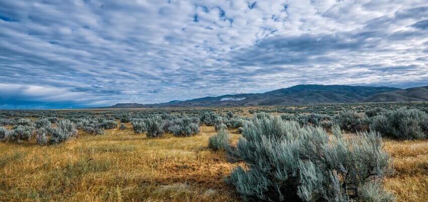 Целительные свойства, которыми обладает полынь