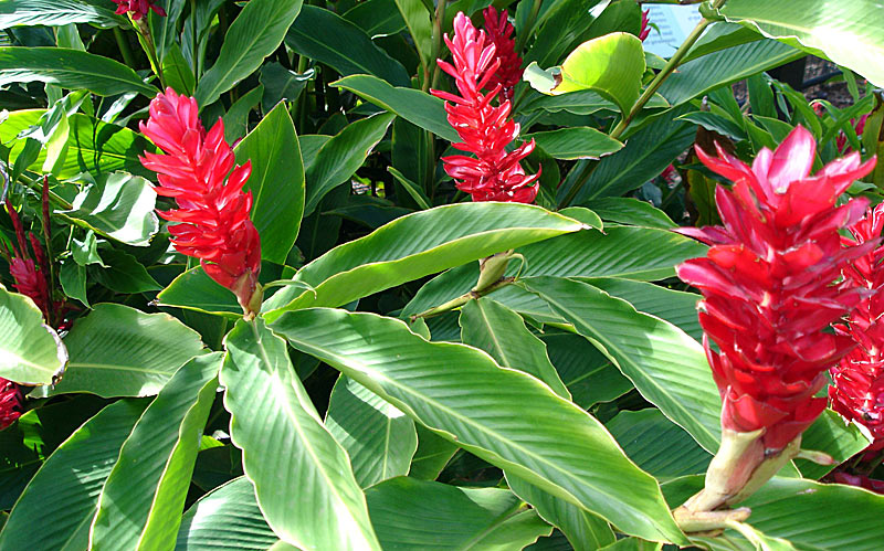 Цветок имбиря