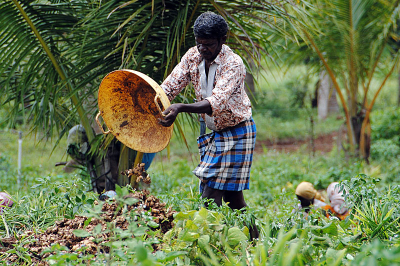 Сбор корня имбиря