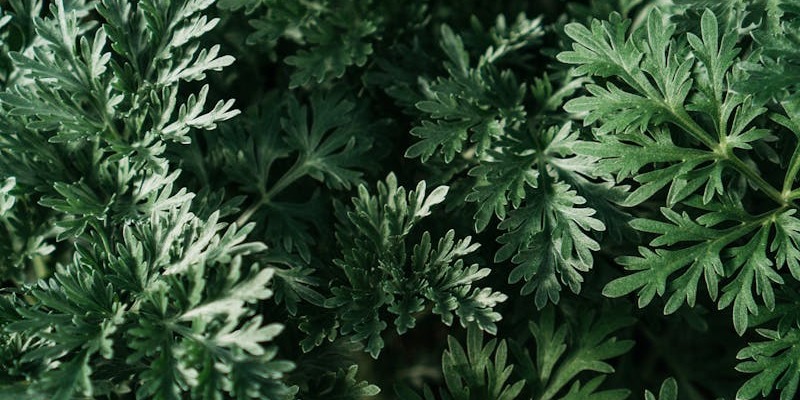 Свойства полыни